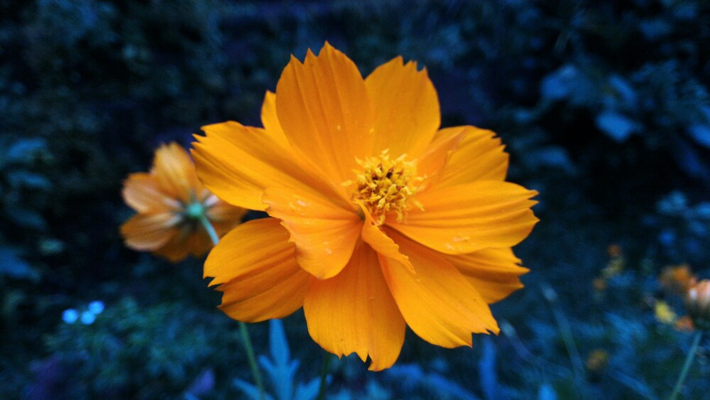 Un gros plan captivant d'une fleur d'oranger éclatante, symbole de douceur et d'élégance. La fleur, aux pétales délicatement disposés, se détache sur un fond flou verdoyant, évoquant la fraîcheur printanière et les arômes utilisés dans les parfums de Heritage Parfum Paris.